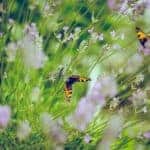 Butterflies kissing the lavender