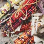 Red, Yellow, Purple Harvested Corn