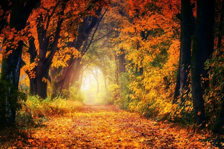 fall leaf tunnel