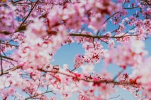 spring trees in bloom