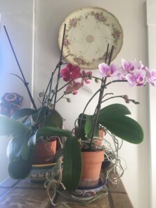 Flowering Orchids