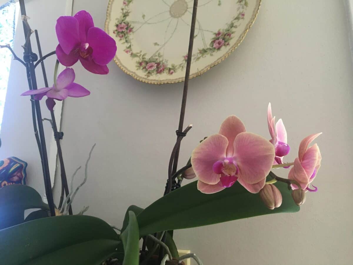budding orchid