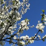 Blossoming tree in spring-what is the art of decluttering