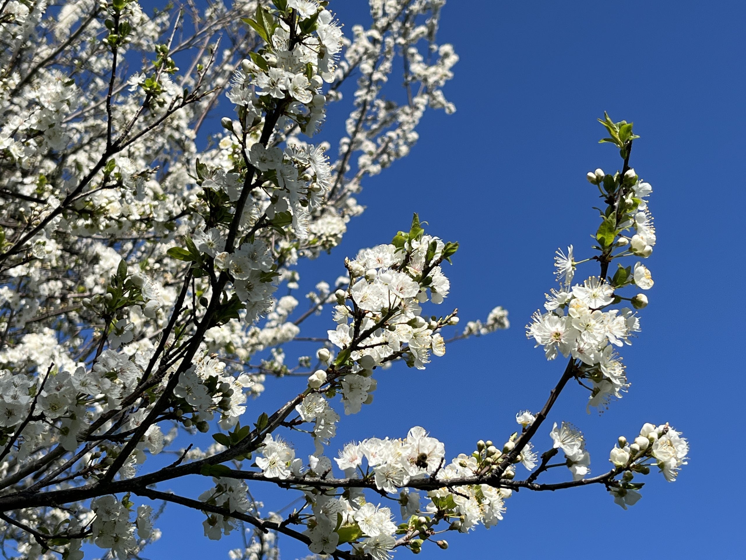 Blossoming tree in spring-what is the art of decluttering