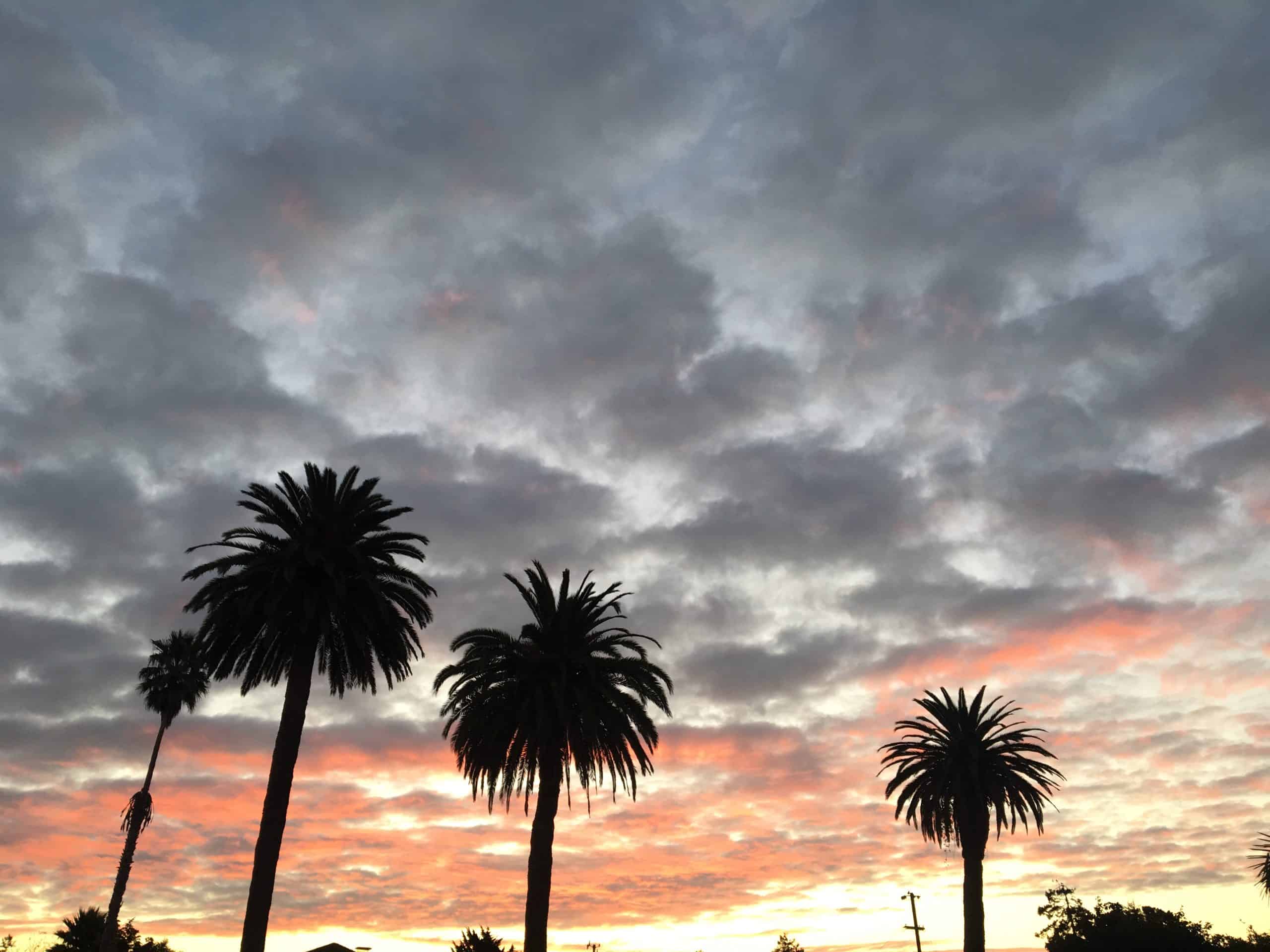 clouds and palm trees